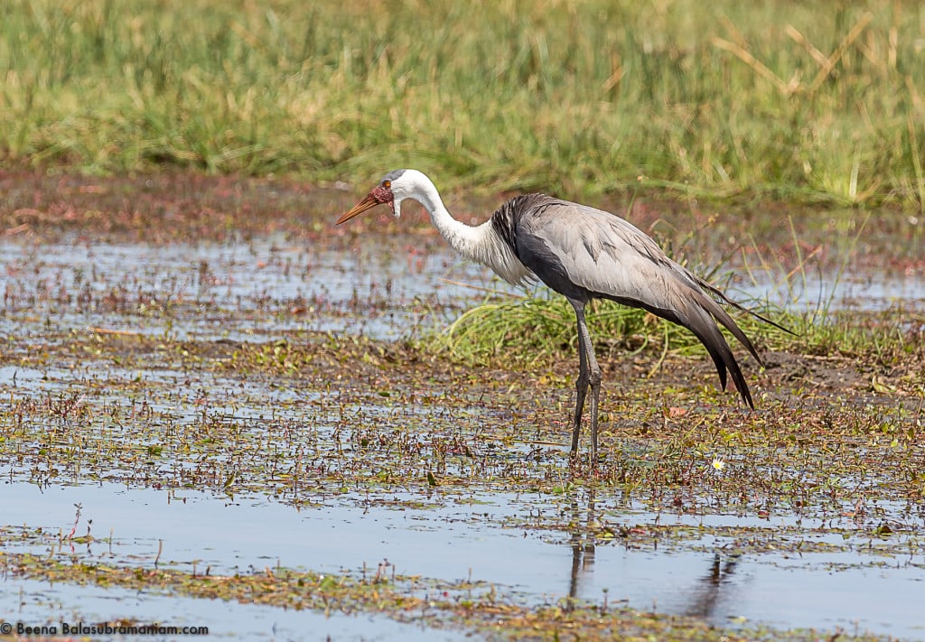 The wattled crane