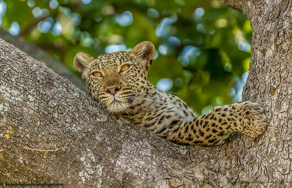 Awesome Leopard, Botswana