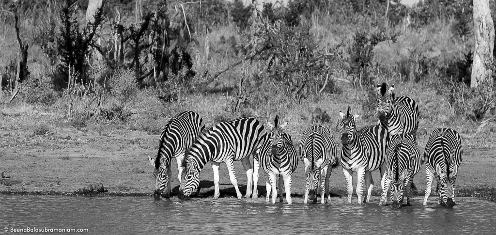 A dazzle of Zebras in a water hole