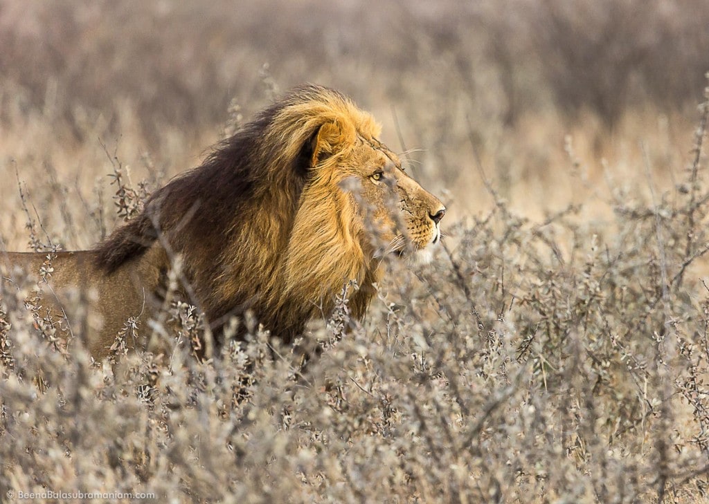 Focussed against the Kalahari vegetation