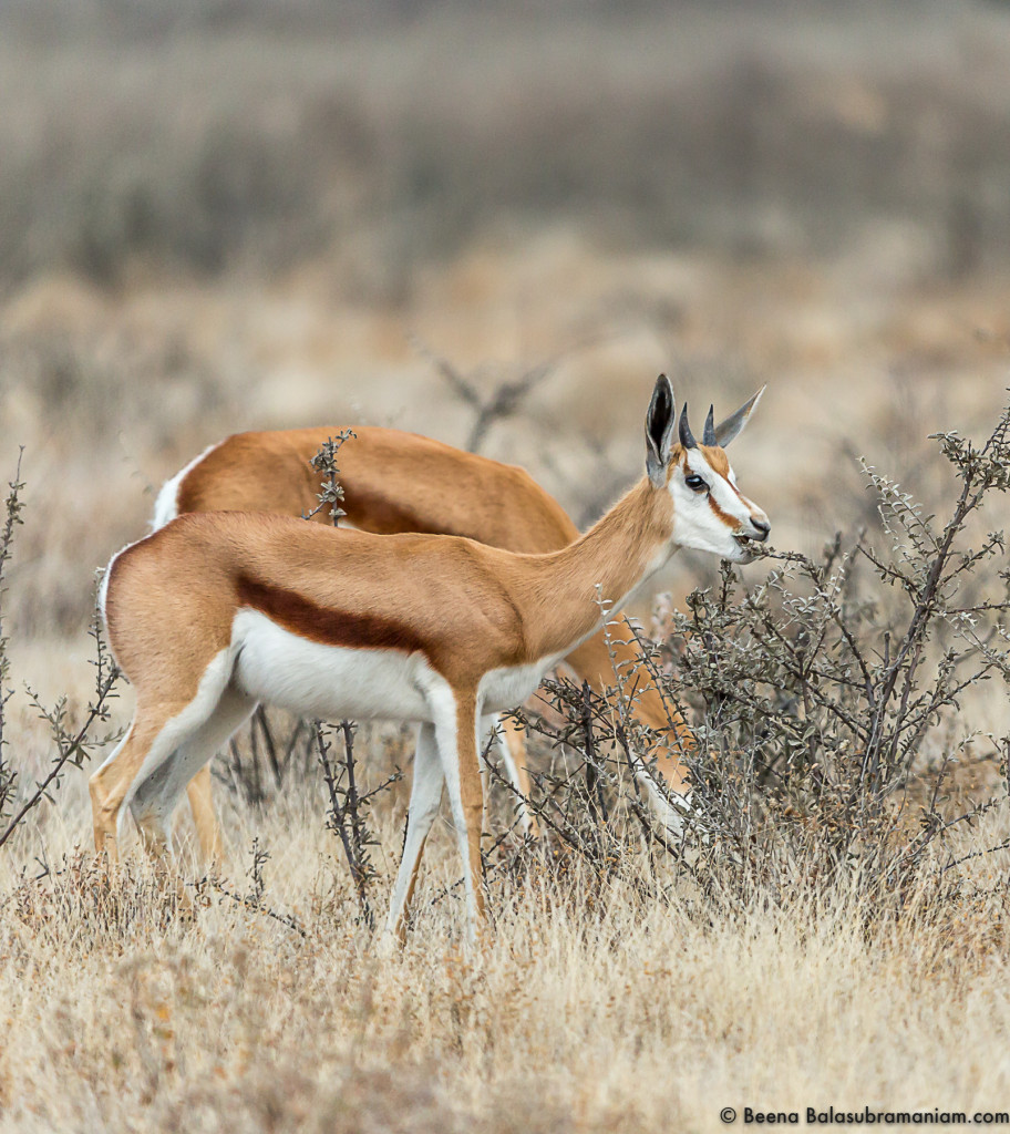 springbok