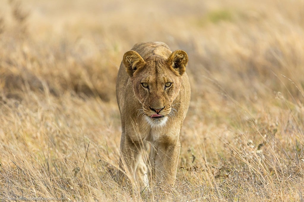 Focussed Lioness