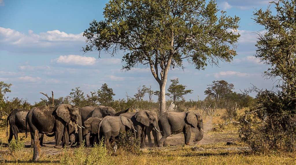The Elephant herds of Botswana