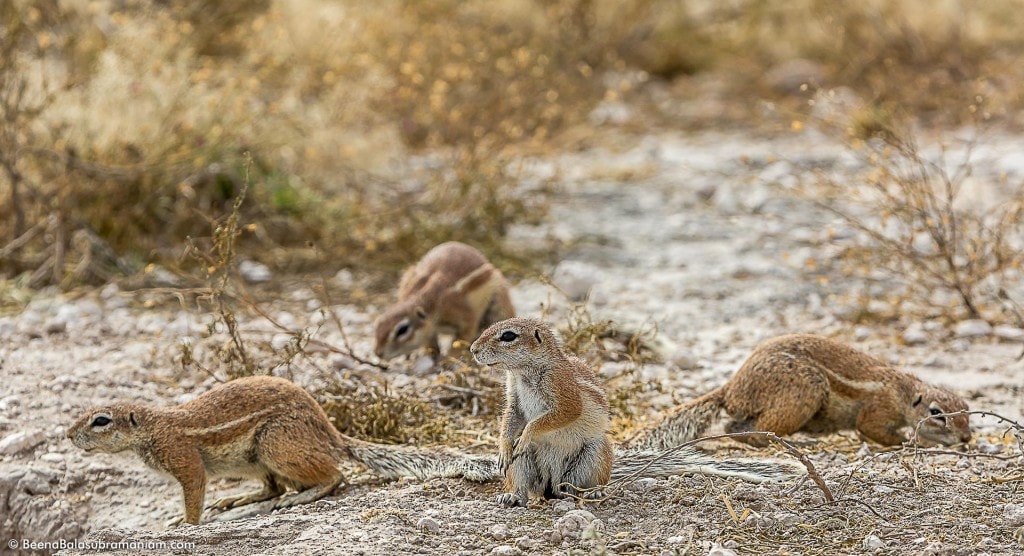 Squirrels