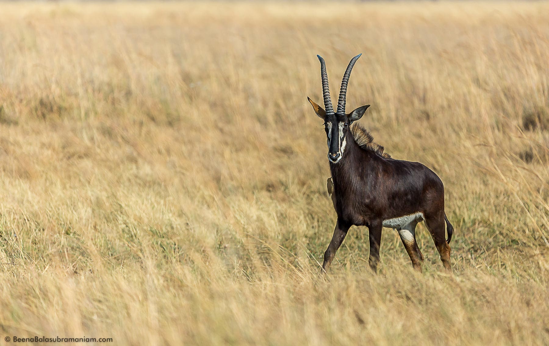 The sable antelope (Hippotragus niger) is an antelope which inhabits wooded savannah in Southern Africa.