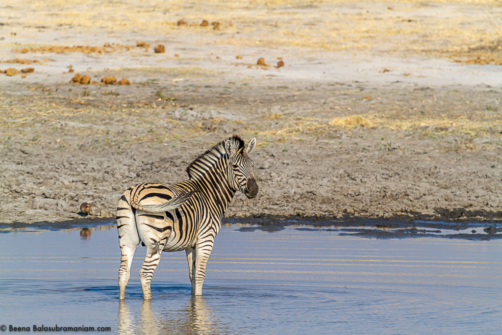 Zebra - Botswana