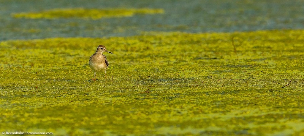 Wading through the wetlands