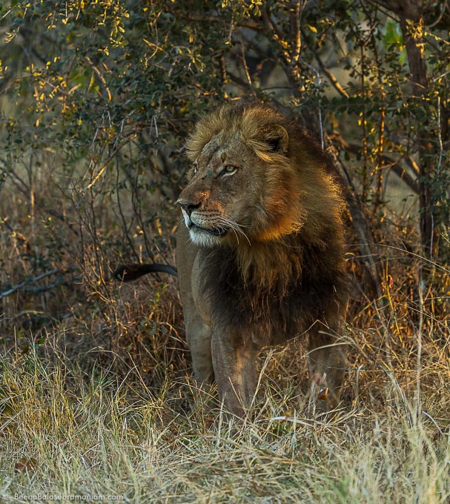 Pride Male in Golden Light