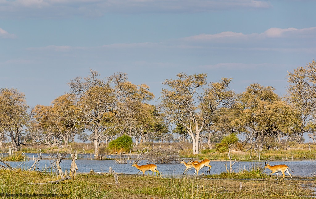 Lechwe in action Botswana