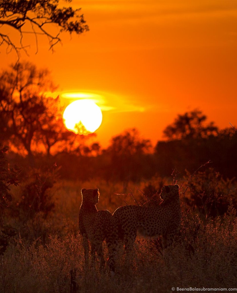 Cheetah Silhouette