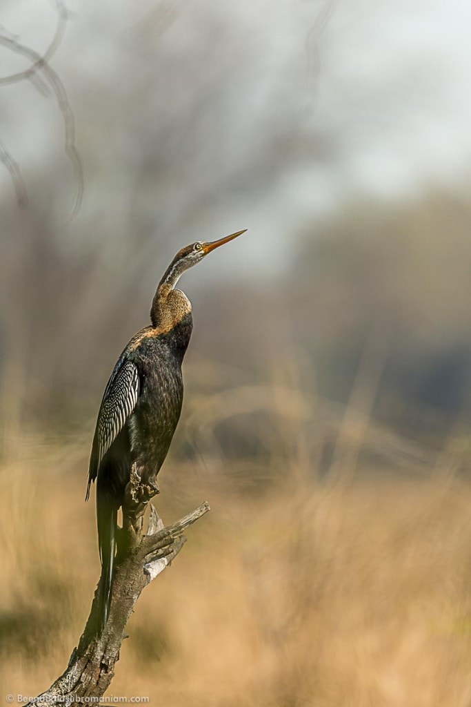 Mystic Darter