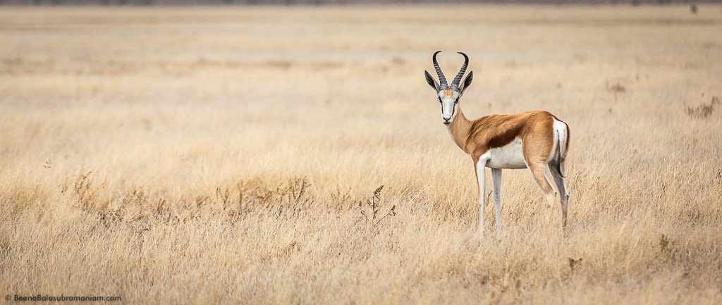 Springbok in the CKGR