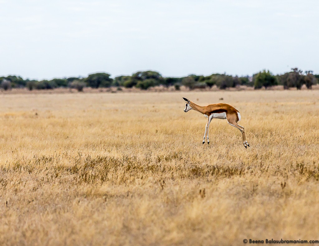 Pronking Springbok CKGR