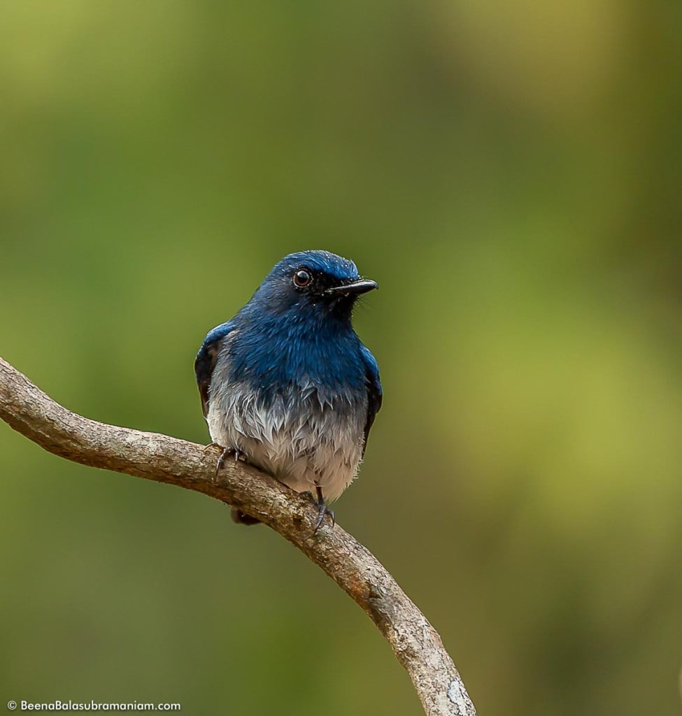 The blue-and-white flycatcher