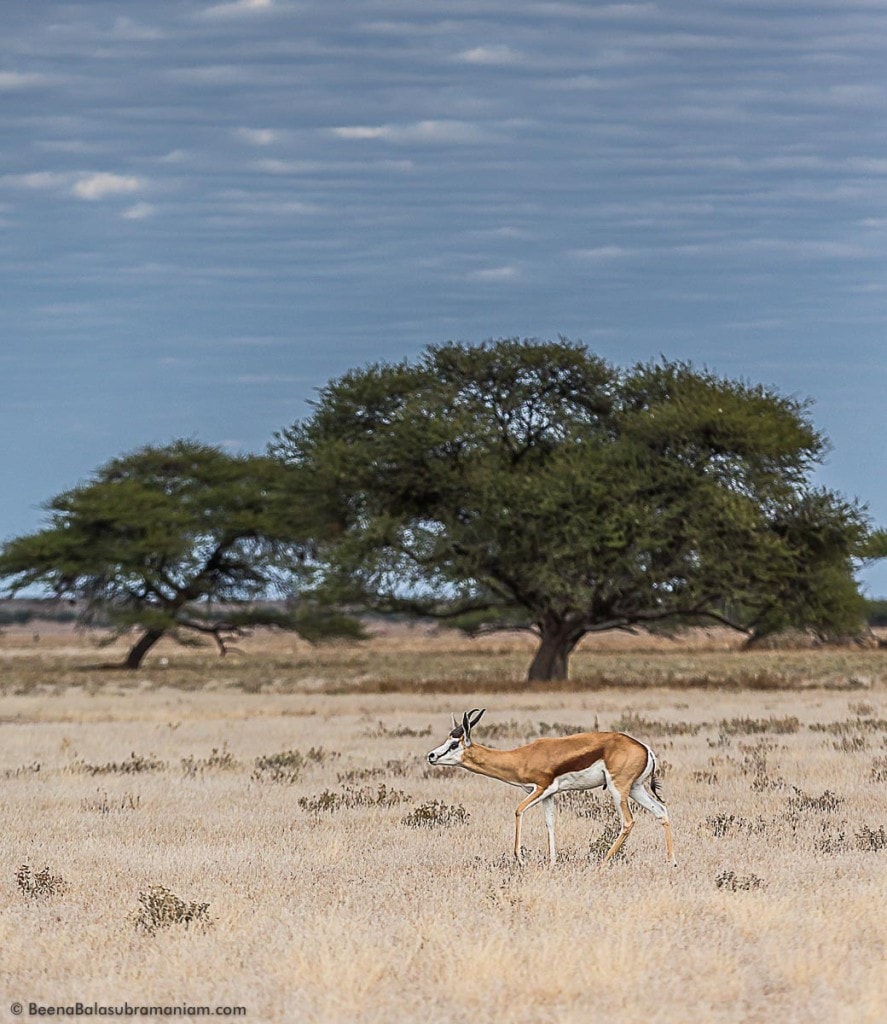 Windswept trees and Springbok