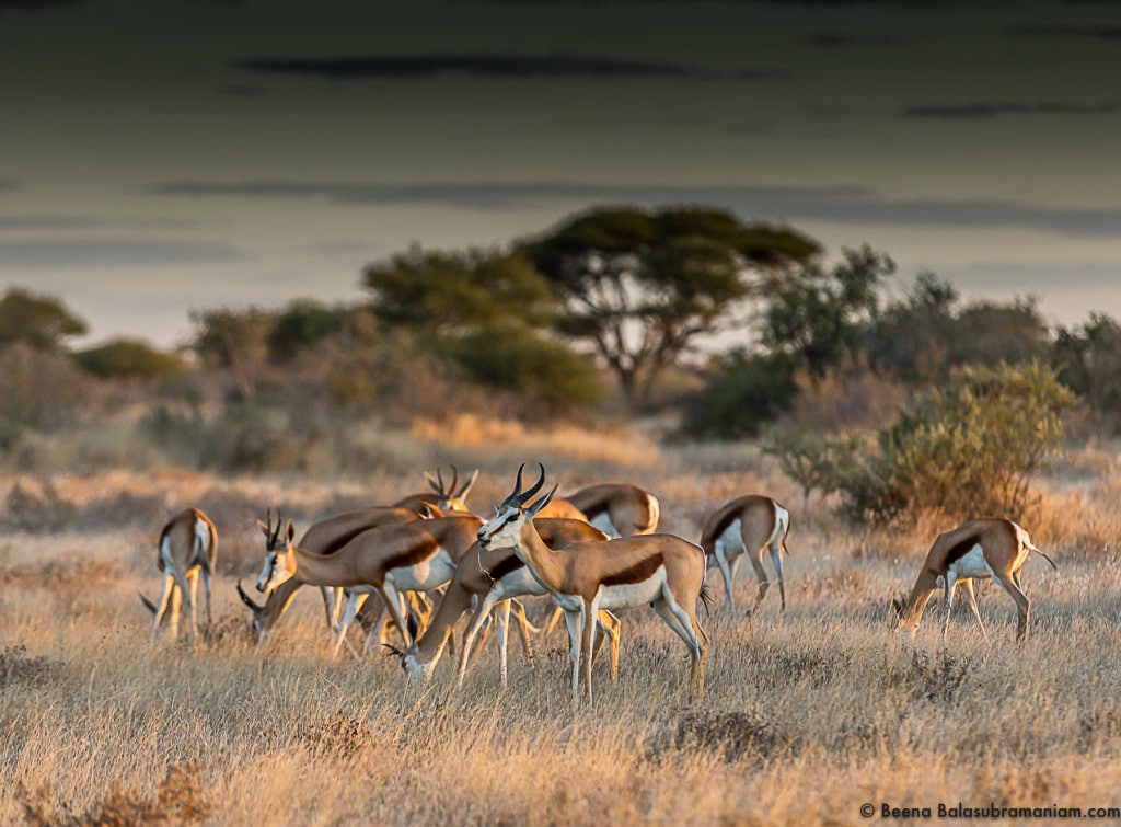 A herd of Springbok CKGR