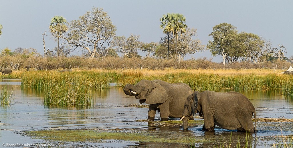 Elephants in the Okavango Channel