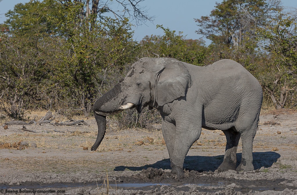 A well relaxed Elephant Bull