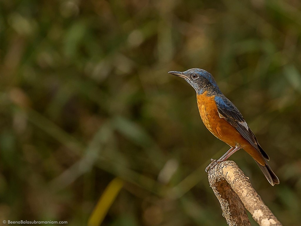 Blue Capped Rock Thrush