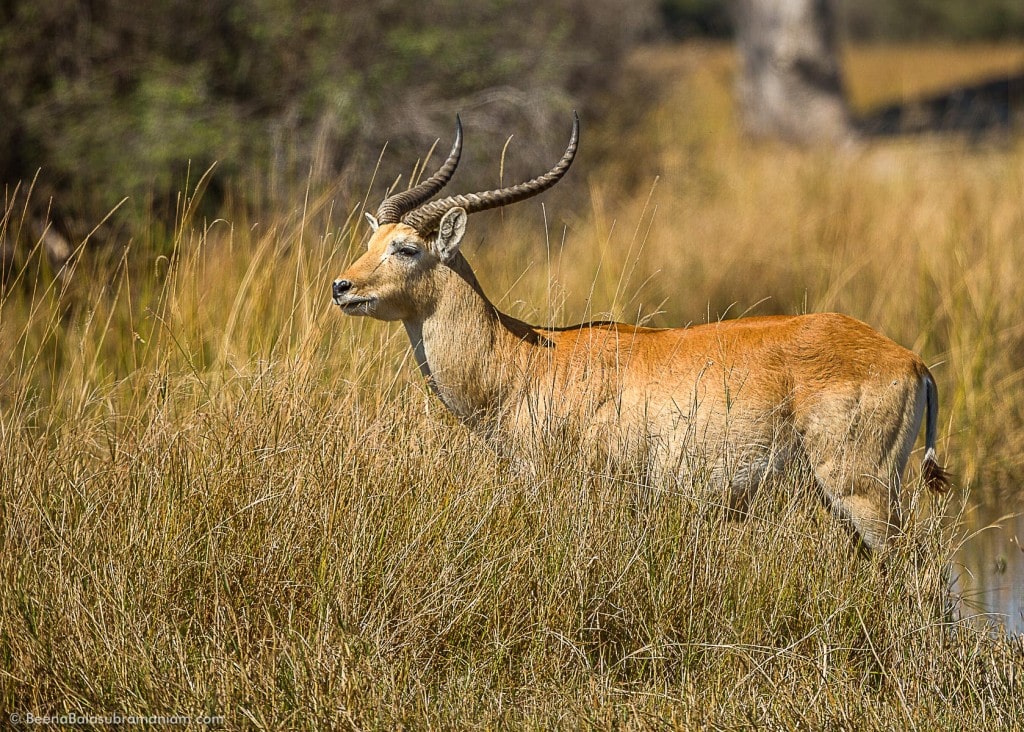 Lechwe