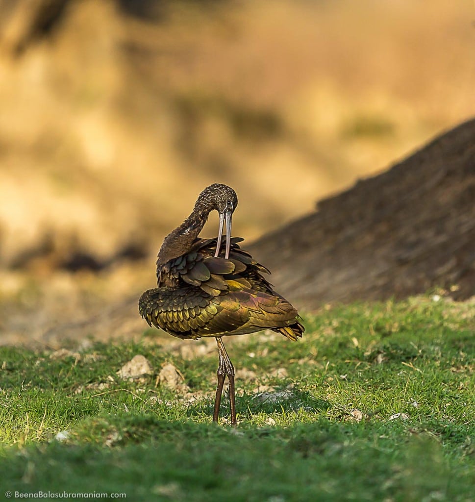 Glossy Ibis