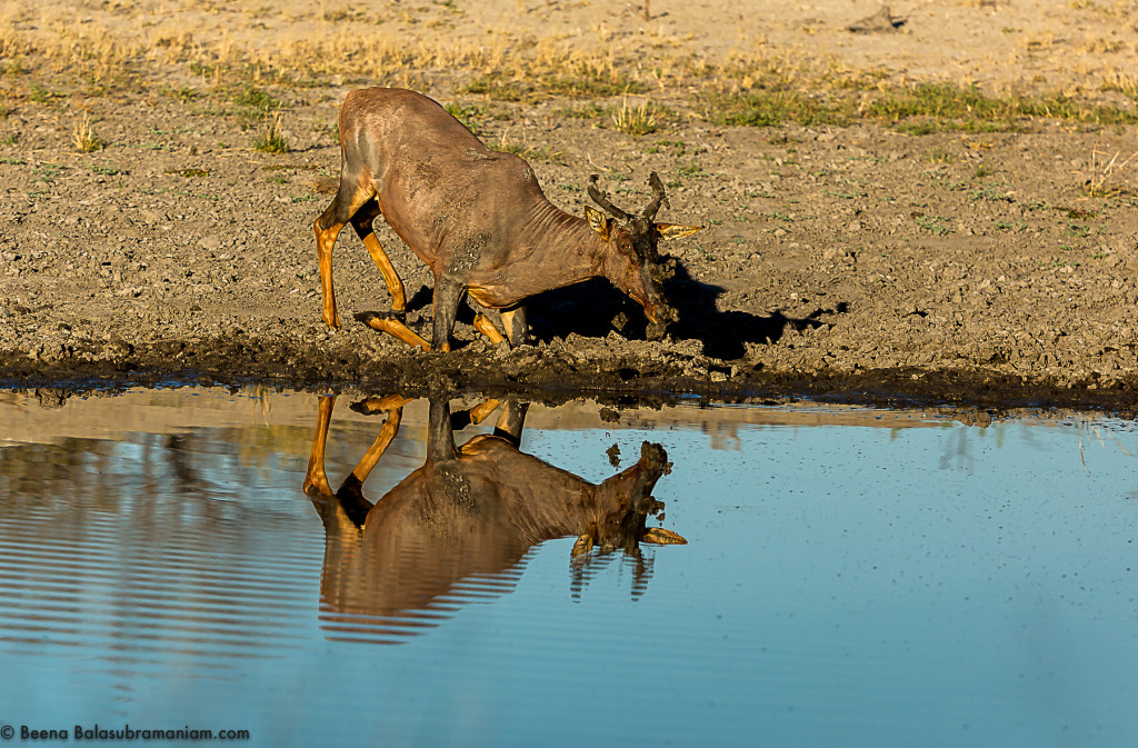 The common tsessebe