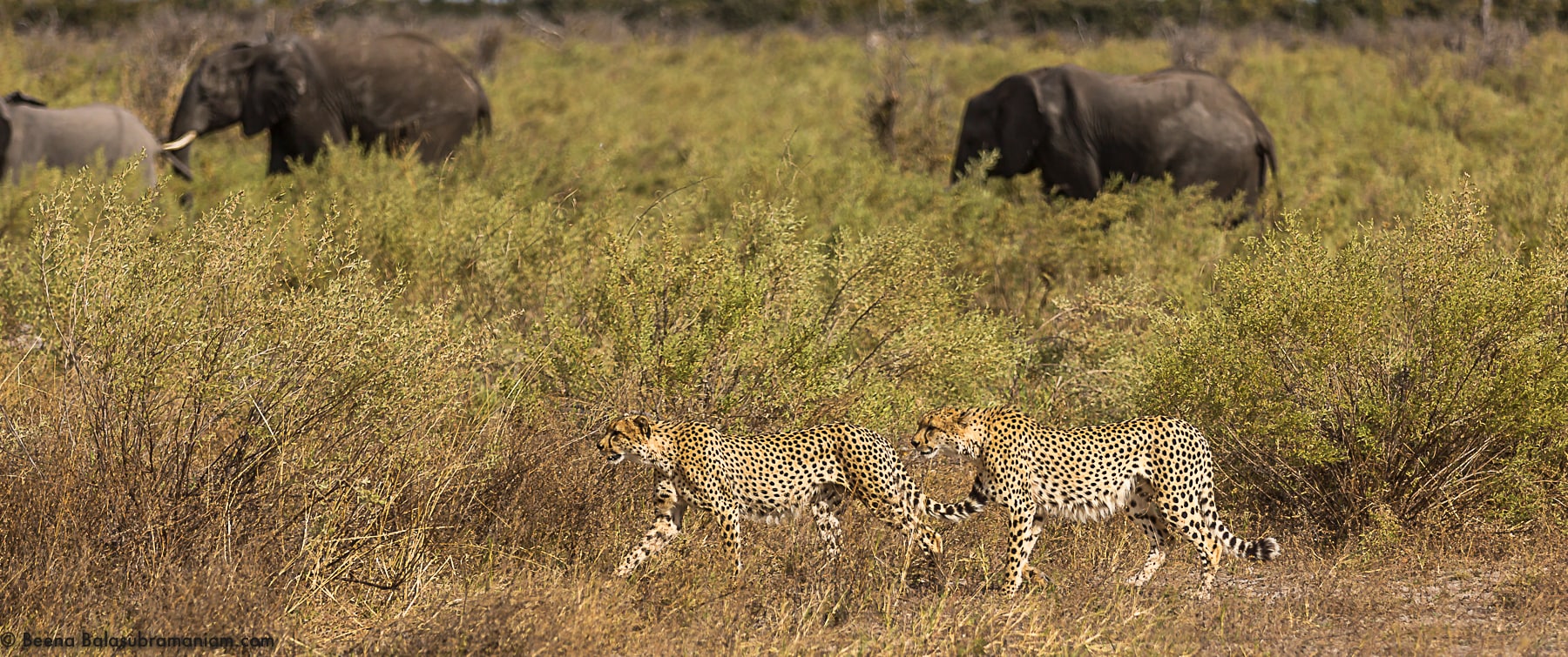Cheetahs in the company of Elephants
