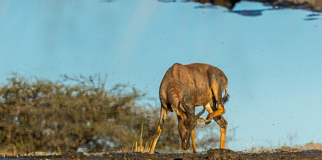 The reflections of a common tsessebe