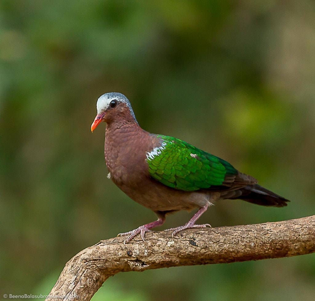 Common Emerald Dove