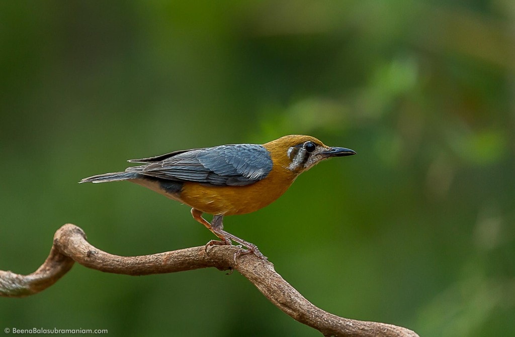 Orange headed Thrush