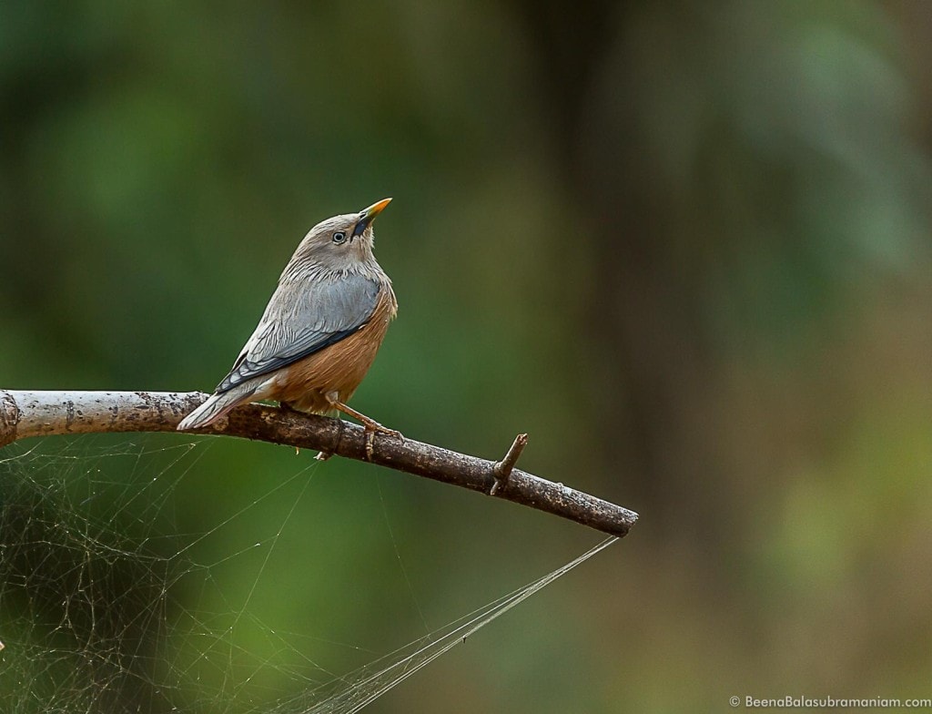 Blyth's Starling