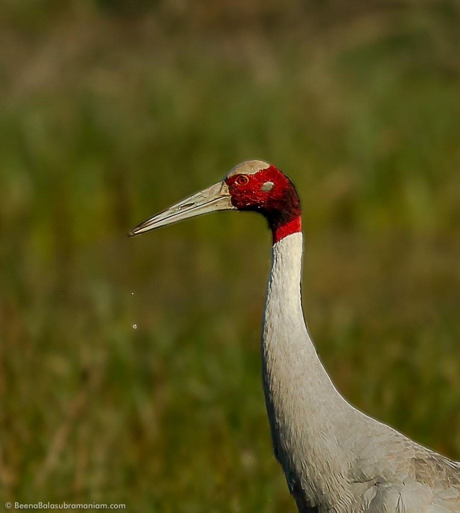 The sarus crane