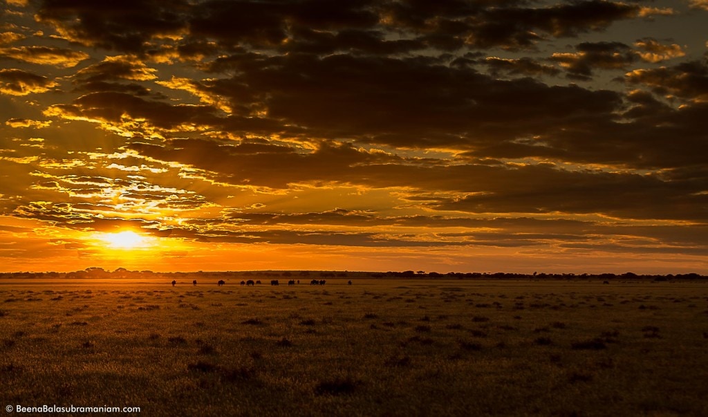 Sunset in the Kalahari- CKGR