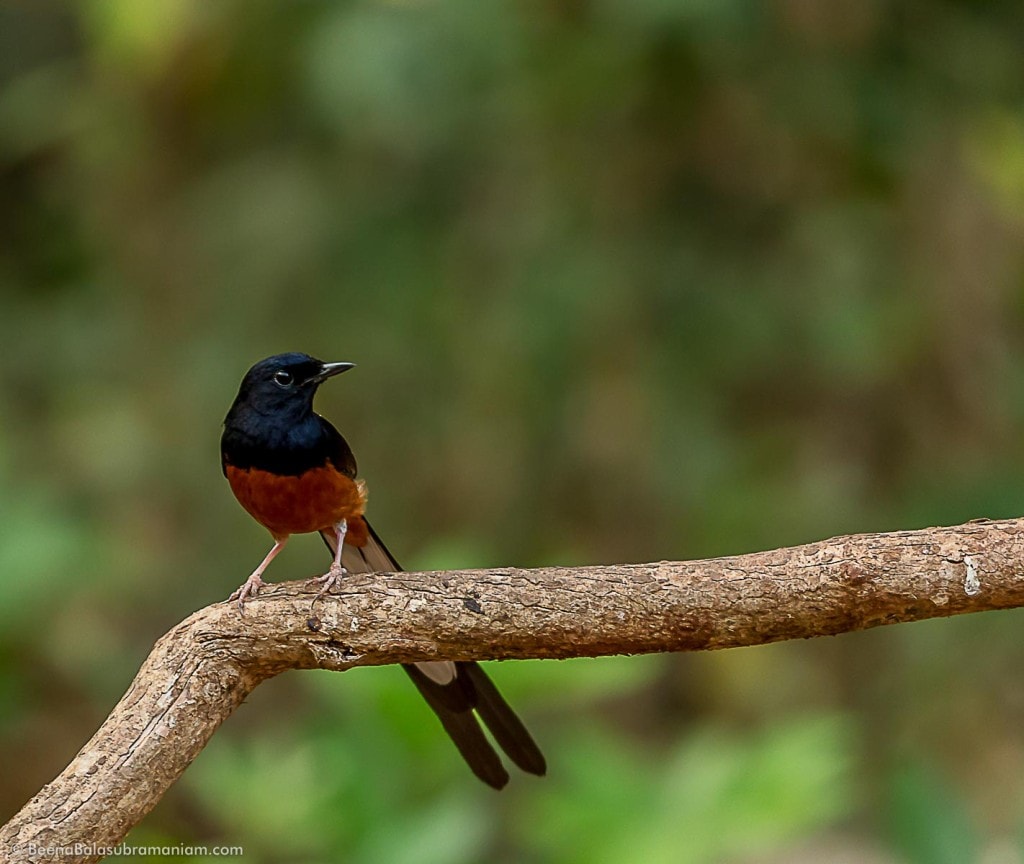 The white-rumped shama