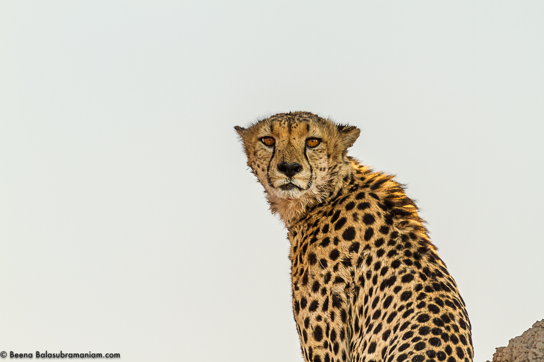 High key Cheetah