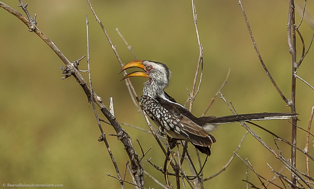 The southern yellow-billed hornbill