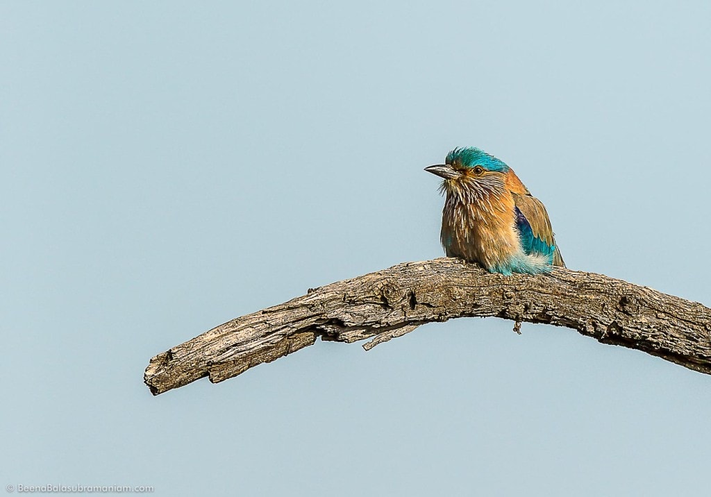 Indian Roller