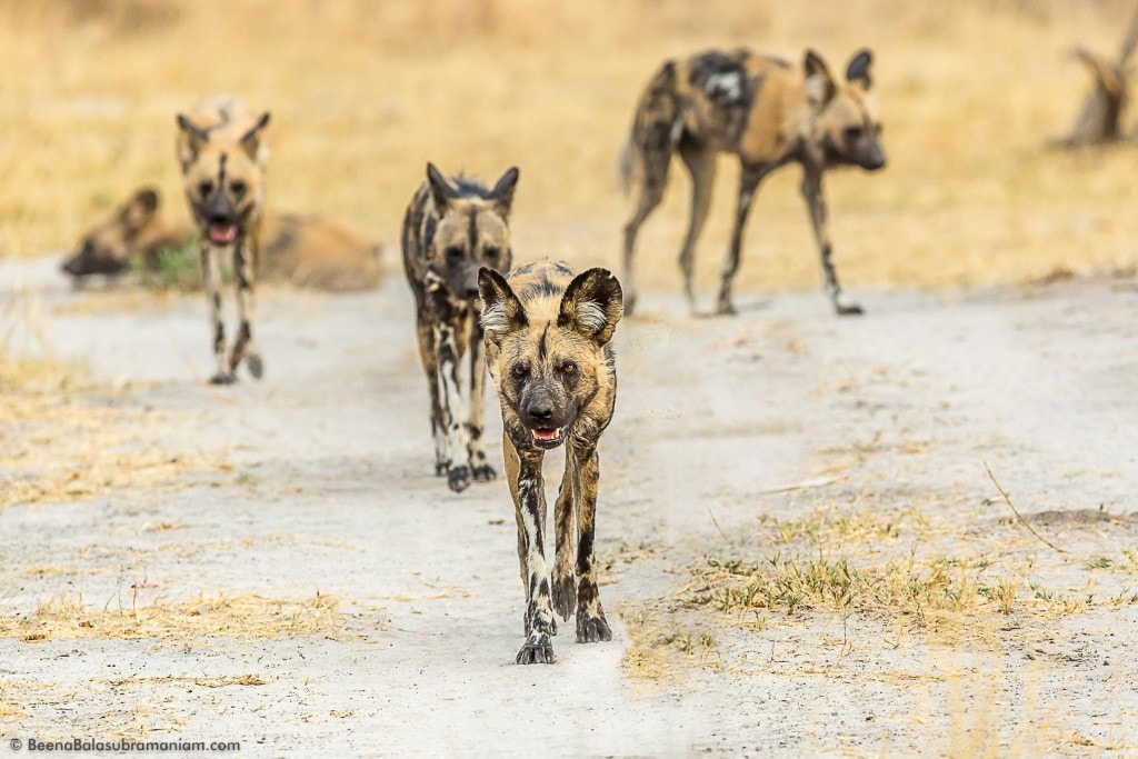 Setting off in search of the next meal