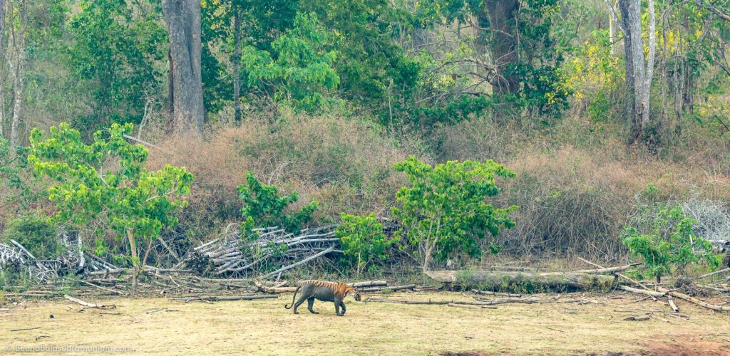 Tigress walking through the dry lake of Nagarhole National Park