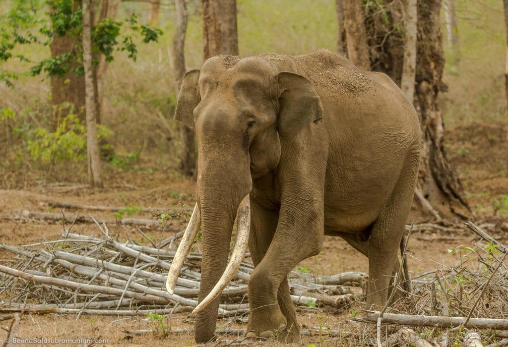 Tusker Backwaters Kabini Zone B