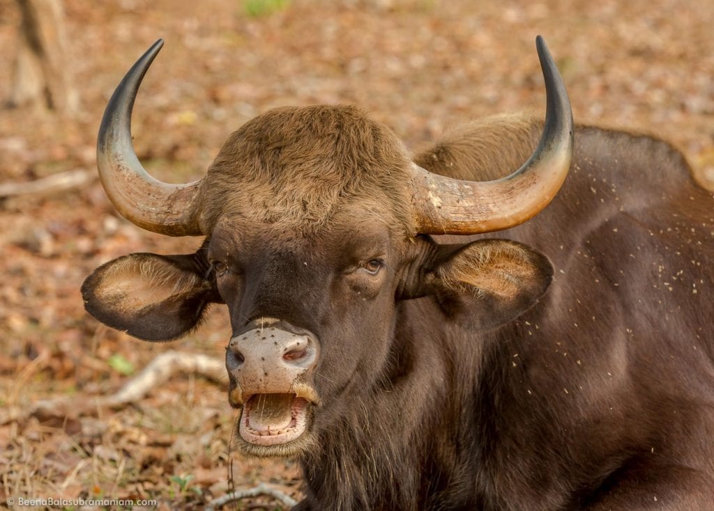 Portrait of the Indian Gaur