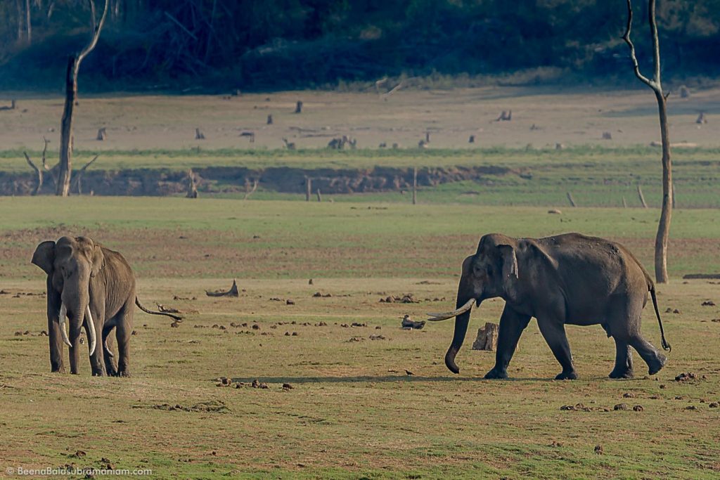 Kabini - Elephantscape