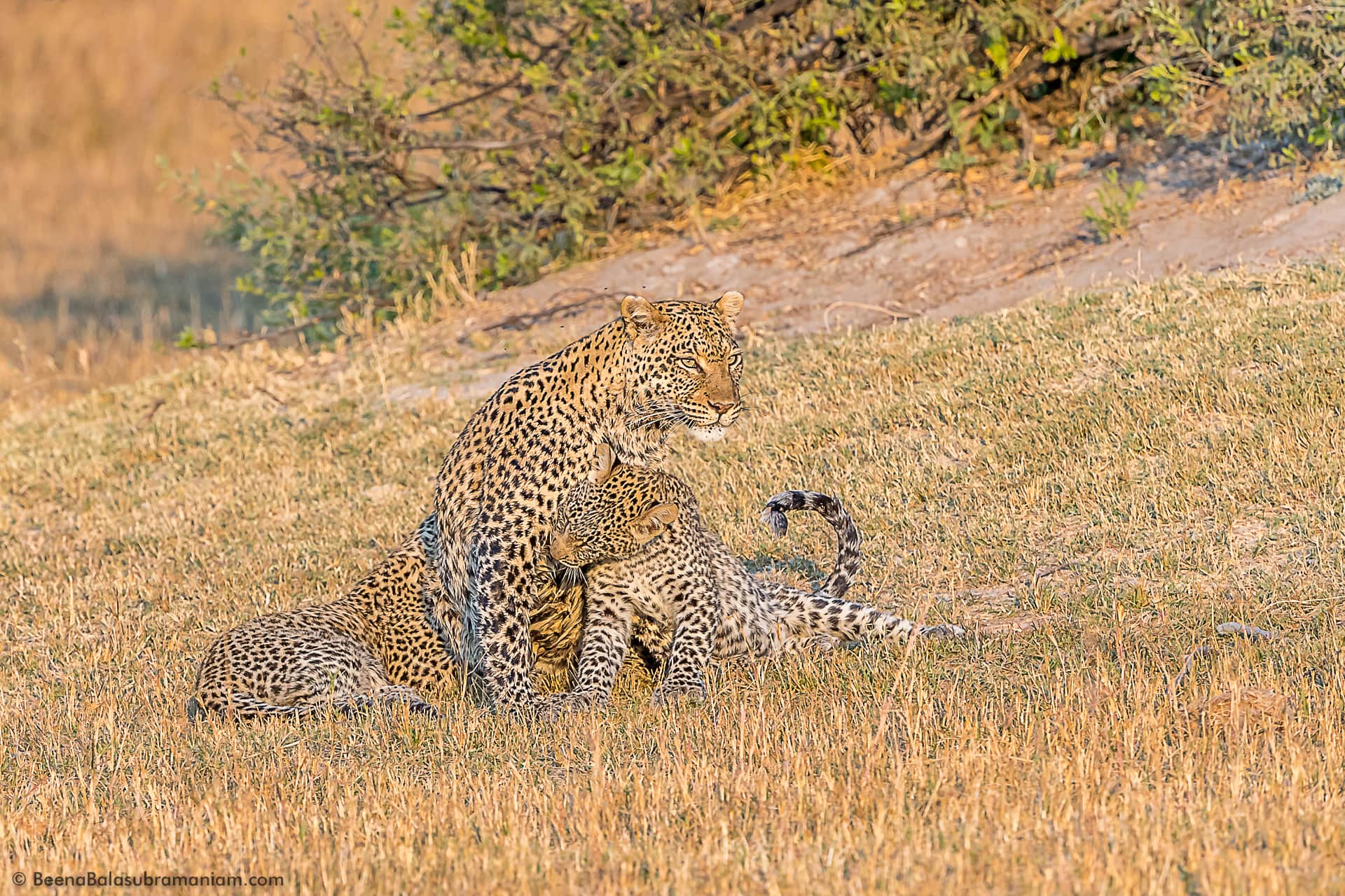 Leopard Mother with her cubs
