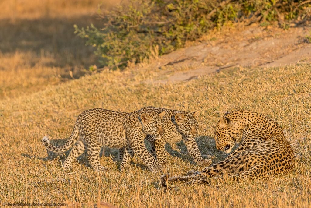 Jane with her cubs 2016