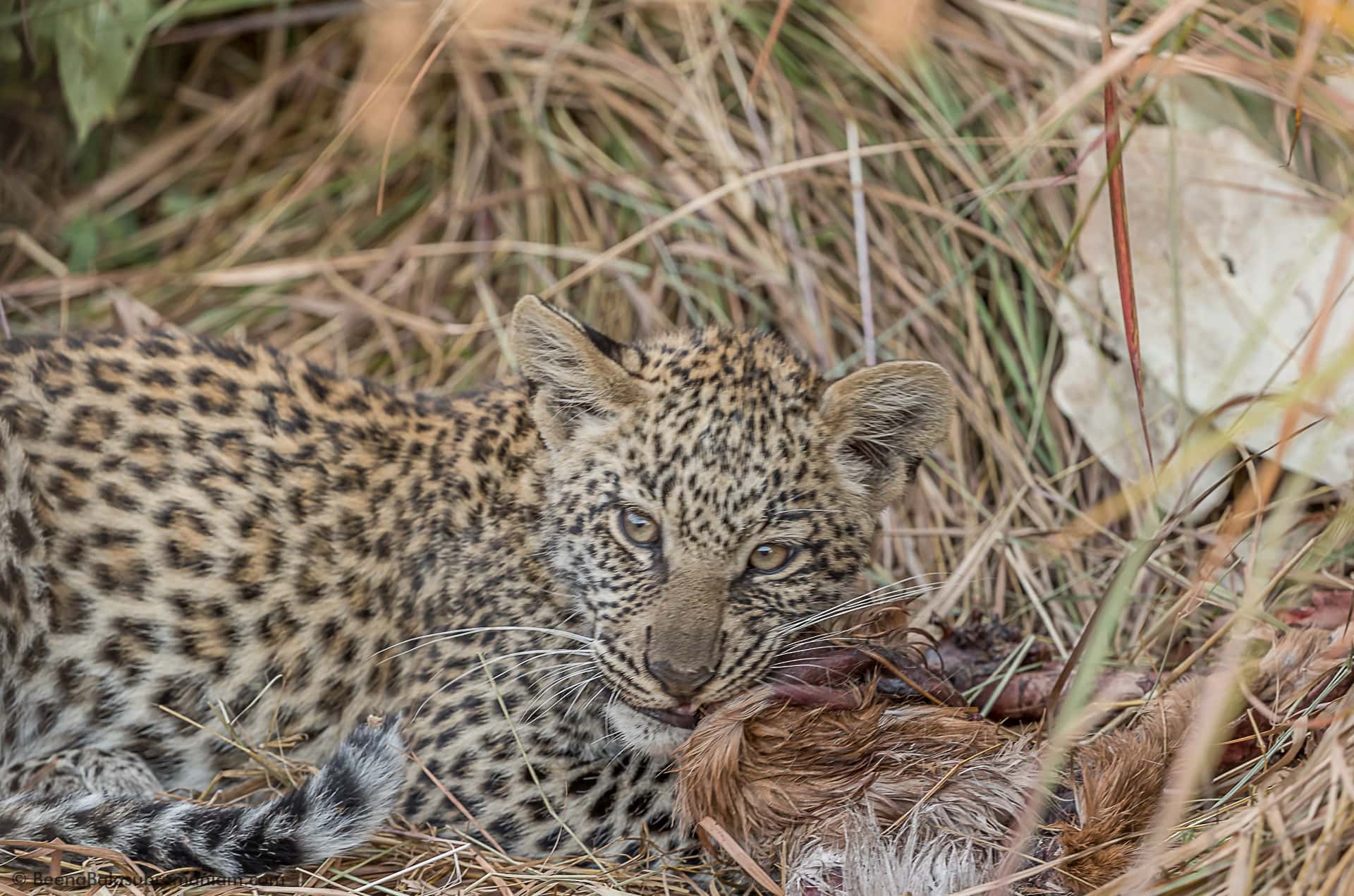 Leopard cub Kwando 2016