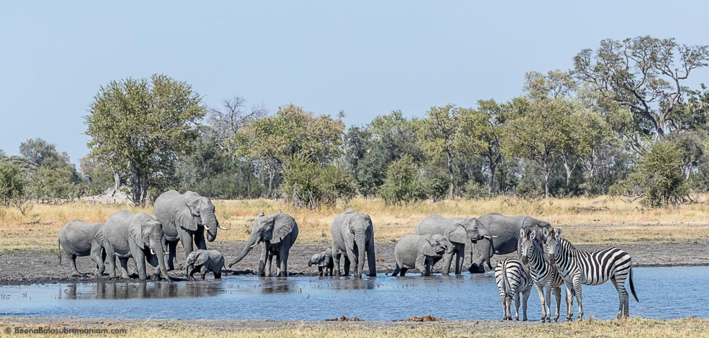 The musings around the waterhole