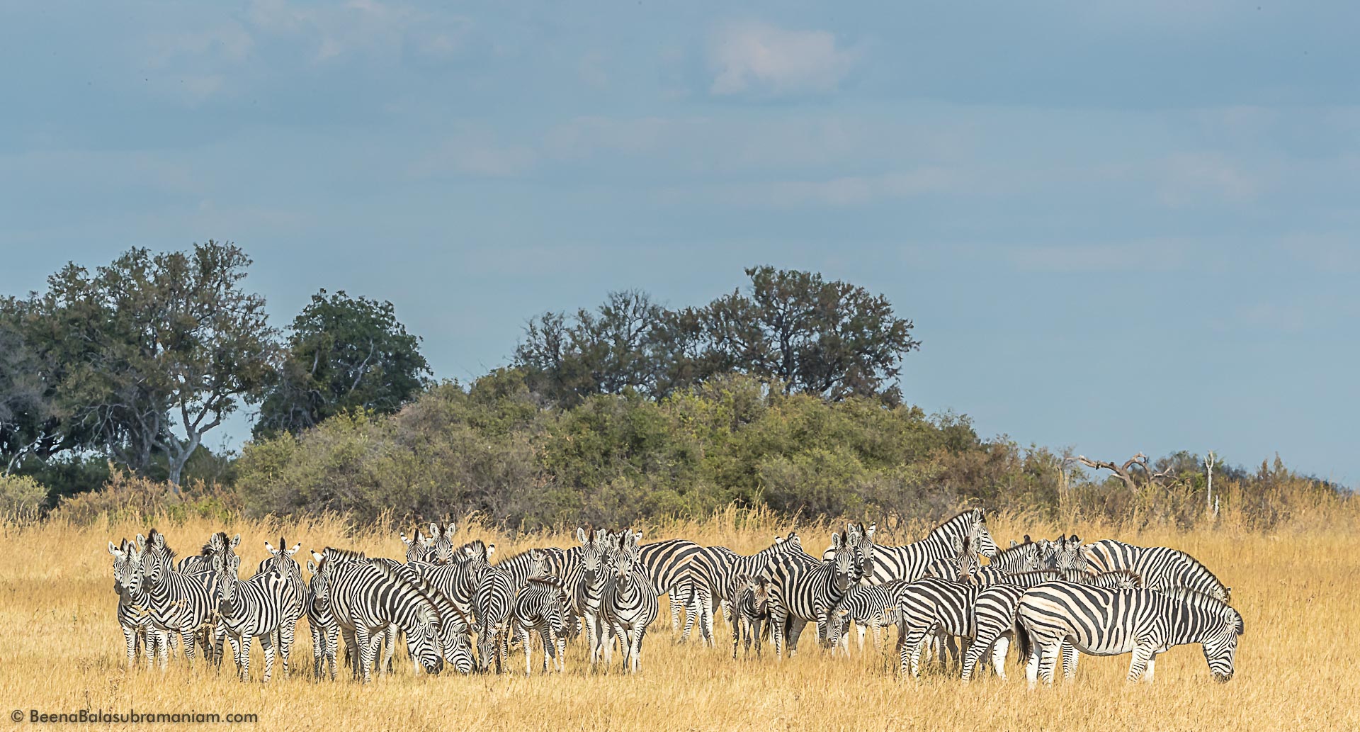A dazzle of zebras - Linyati