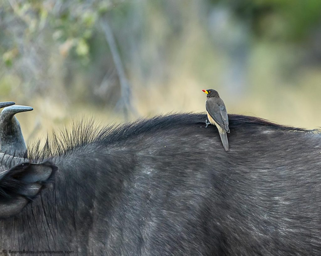 The Yellow billed Ox pecker