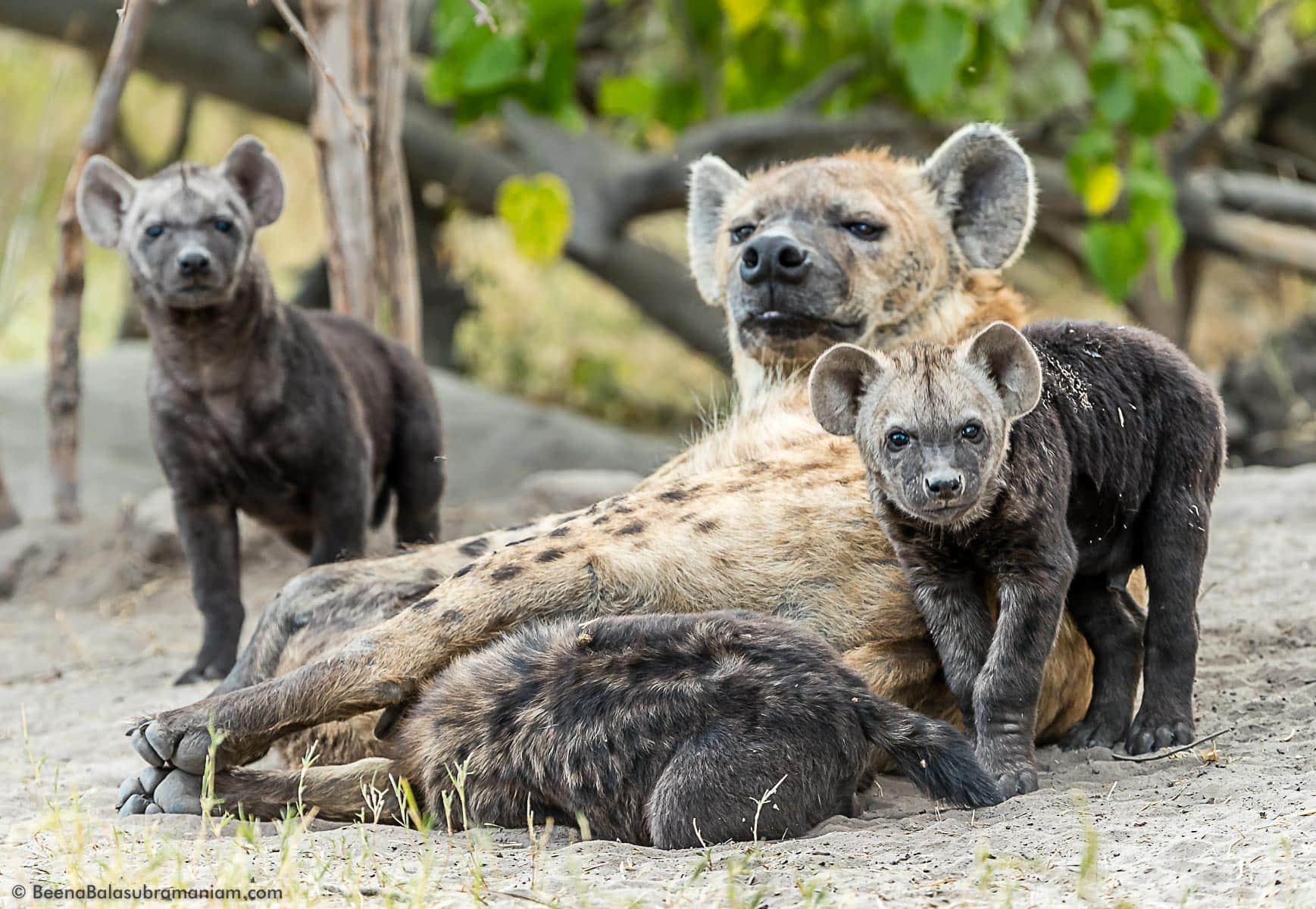 Hyena family 2016