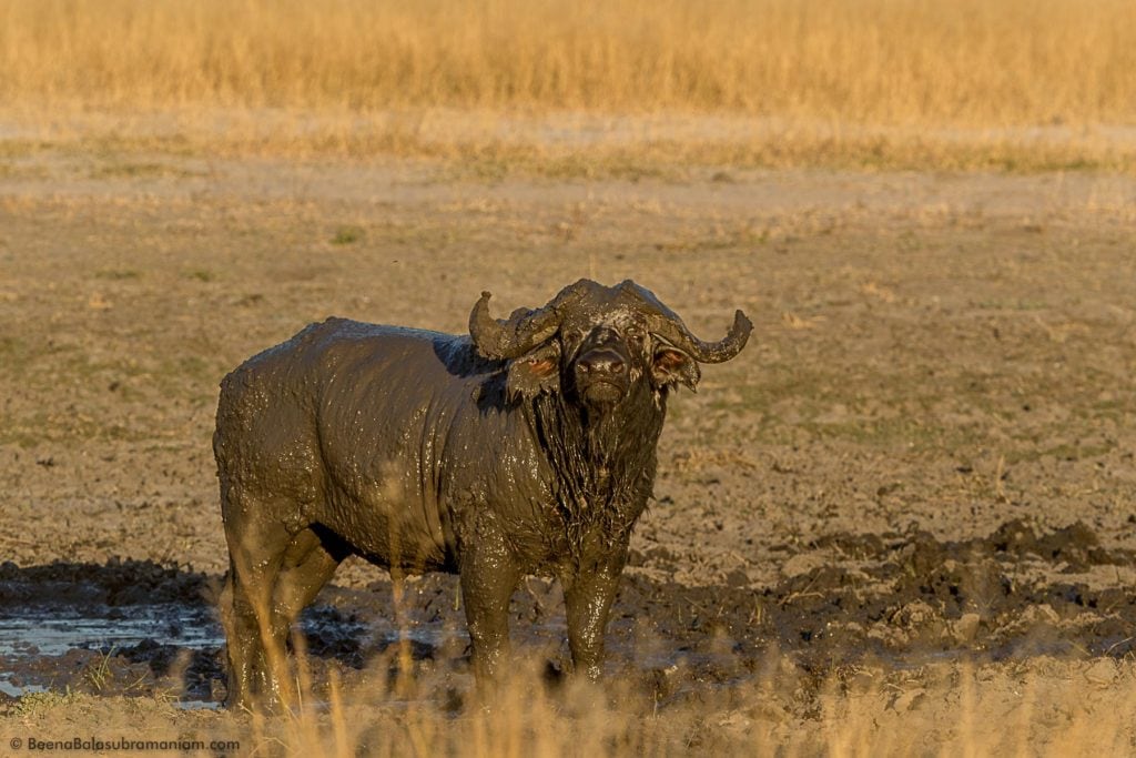 Buffalo covered with mud